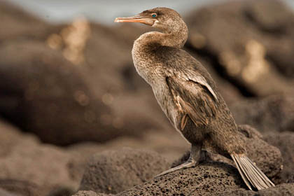 Flightless Cormorant Photo @ Kiwifoto.com