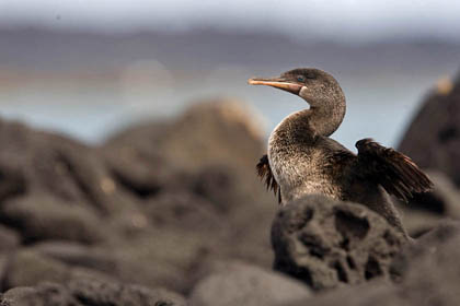 Flightless Cormorant Image @ Kiwifoto.com