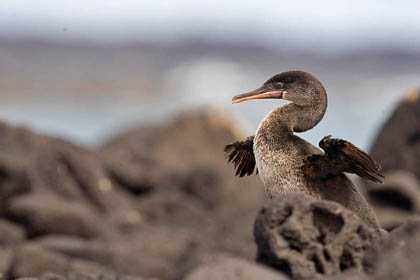 Flightless Cormorant Picture @ Kiwifoto.com