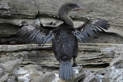 Flightless Cormorant Image @ Kiwifoto.com
