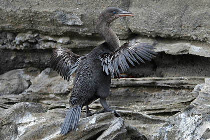 Flightless Cormorant Picture @ Kiwifoto.com