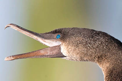 Flightless Cormorant Picture @ Kiwifoto.com