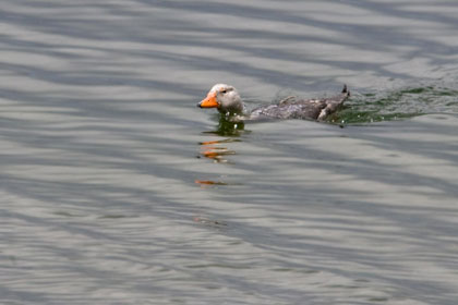 Flying Steamerduck Image @ Kiwifoto.com