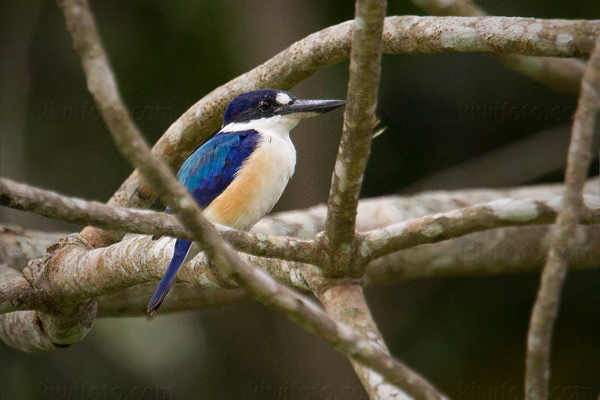 Forest Kingfisher Picture @ Kiwifoto.com