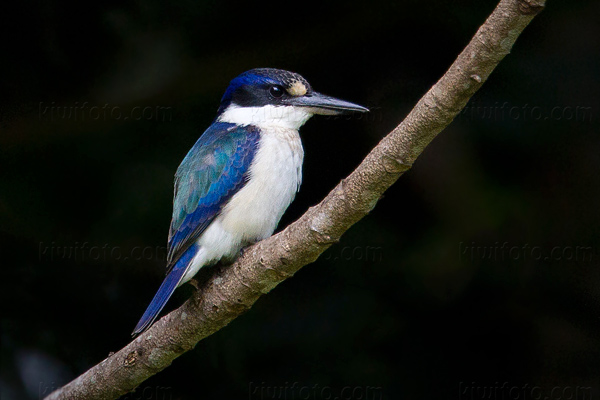 Forest Kingfisher Picture @ Kiwifoto.com