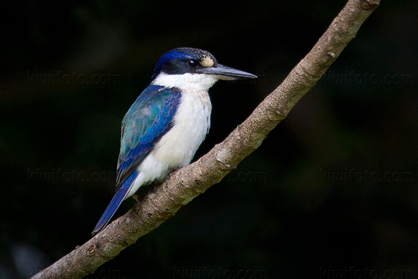 Forest Kingfisher