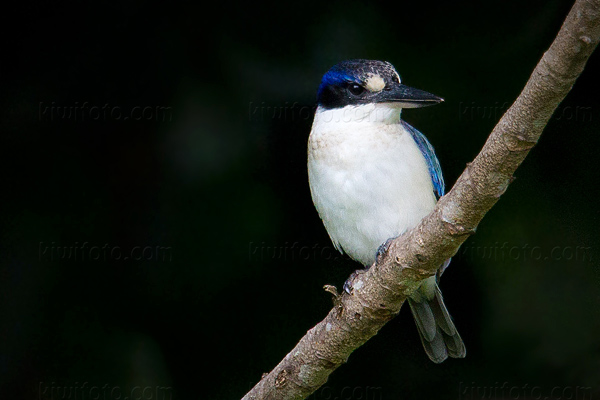 Forest Kingfisher Picture @ Kiwifoto.com