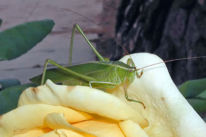 Fork-tailed Bush Katydid Image @ Kiwifoto.com