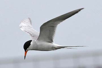 Forster's Tern Image @ Kiwifoto.com