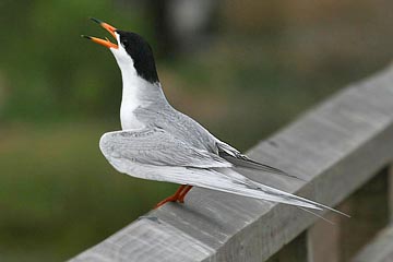 Forster's Tern Image @ Kiwifoto.com