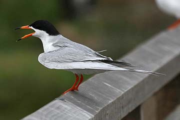 Forster's Tern Picture @ Kiwifoto.com