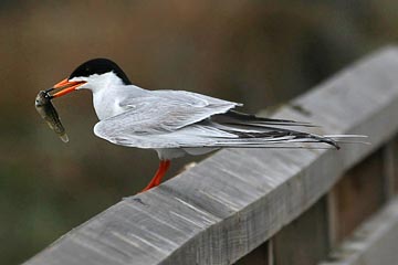 Forster's Tern Image @ Kiwifoto.com