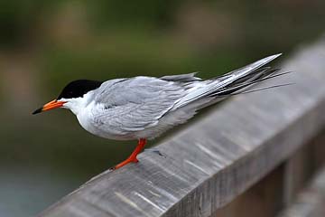 Forster's Tern Image @ Kiwifoto.com