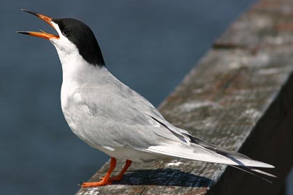 Forster's Tern