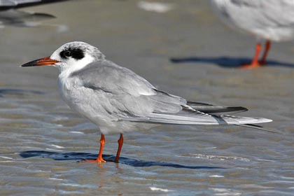 Forster's Tern Photo @ Kiwifoto.com