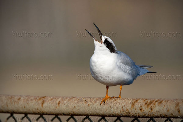 Forster's Tern Photo @ Kiwifoto.com