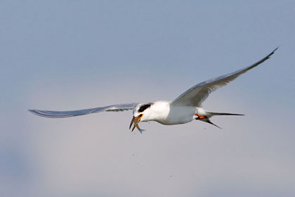 Forster's Tern Photo @ Kiwifoto.com