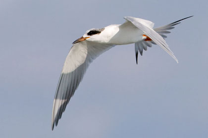 Forster's Tern Picture @ Kiwifoto.com