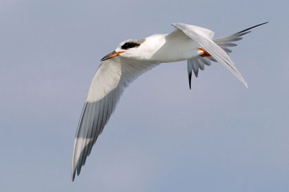 Forster's Tern Image @ Kiwifoto.com