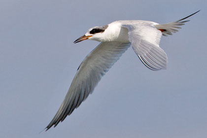 Forster's Tern Picture @ Kiwifoto.com