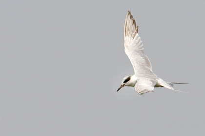 Forster's Tern Photo @ Kiwifoto.com