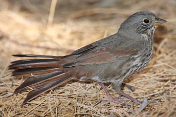 Fox Sparrow Picture @ Kiwifoto.com