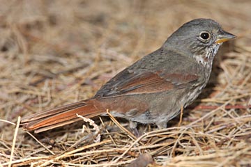 Fox Sparrow Picture @ Kiwifoto.com