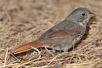 Fox Sparrow Image @ Kiwifoto.com