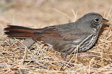 Fox Sparrow Image @ Kiwifoto.com