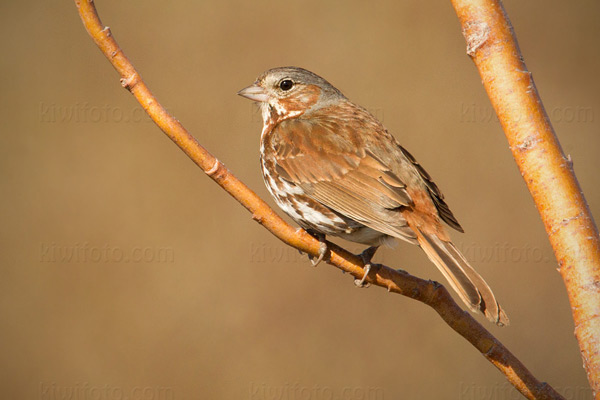 Fox Sparrow