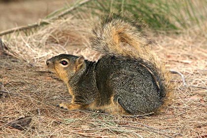 Fox Squirrel Picture @ Kiwifoto.com