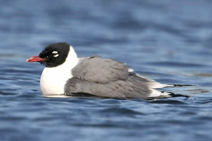 Franklin's Gull Picture @ Kiwifoto.com