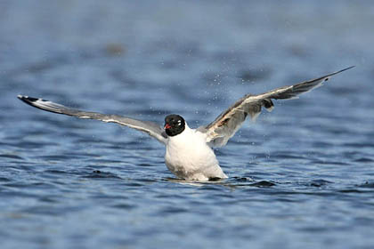 Franklin's Gull Picture @ Kiwifoto.com