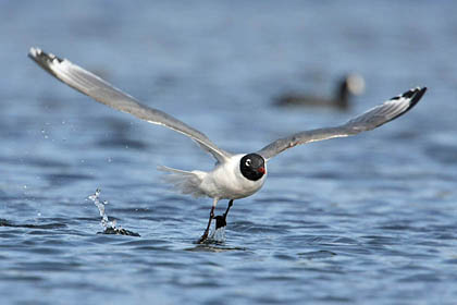 Franklin's Gull