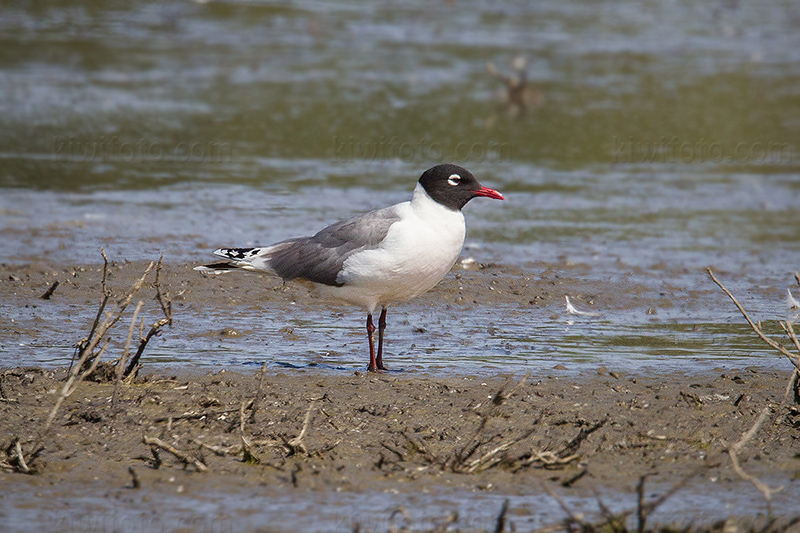 Franklin's Gull @ Ballona Freshwater Marsh, CA