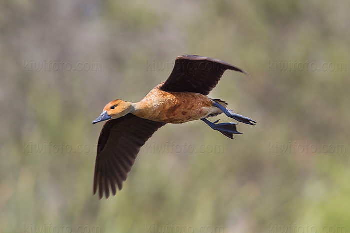 Fulvous Whistling-Duck Photo @ Kiwifoto.com