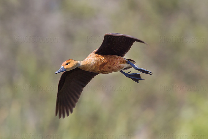 Fulvous Whistling-Duck Image @ Kiwifoto.com