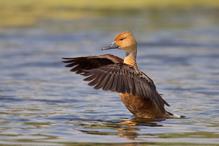 Fulvous Whistling-Duck Photo @ Kiwifoto.com