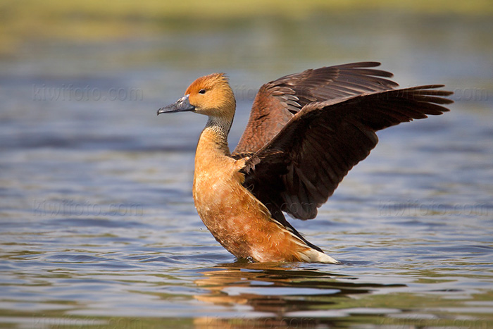 Fulvous Whistling-Duck Picture @ Kiwifoto.com