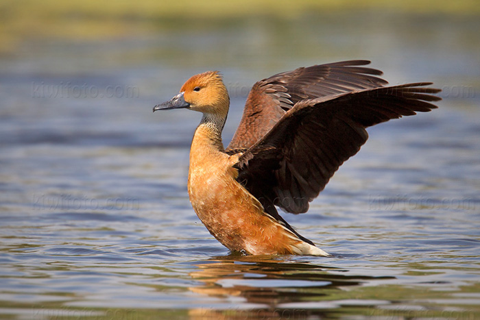 Fulvous Whistling-Duck Photo @ Kiwifoto.com