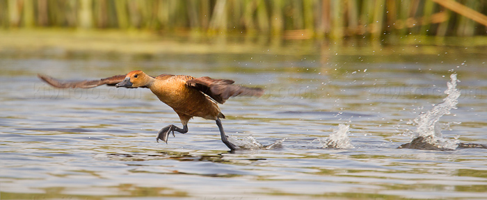 Fulvous Whistling-Duck Photo @ Kiwifoto.com