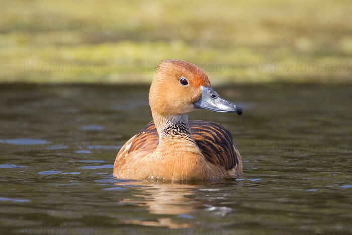 Fulvous Whistling-Duck Image @ Kiwifoto.com