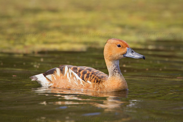 Fulvous Whistling-Duck Image @ Kiwifoto.com