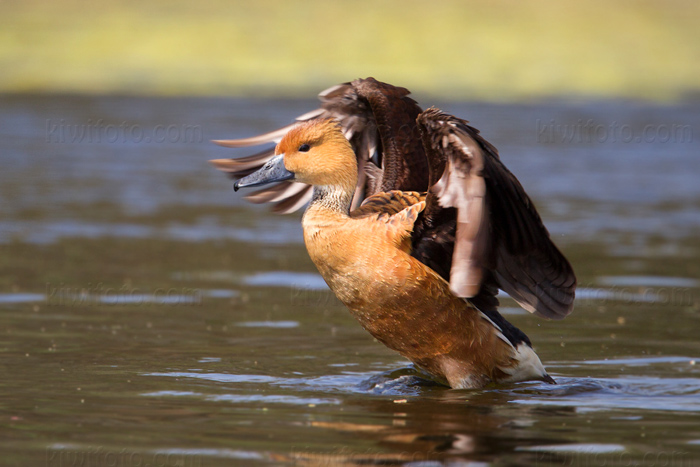 Fulvous Whistling-Duck Image @ Kiwifoto.com