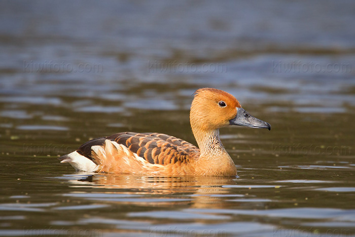 Fulvous Whistling-Duck Image @ Kiwifoto.com