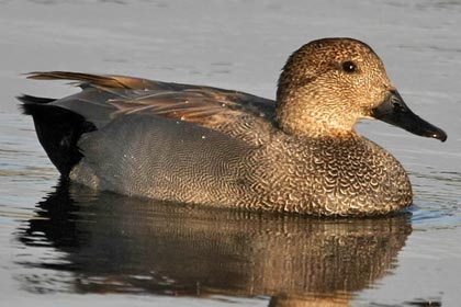 Gadwall Image @ Kiwifoto.com