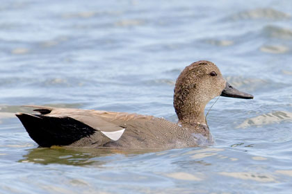 Gadwall Photo @ Kiwifoto.com