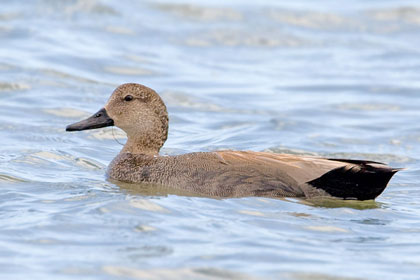 Gadwall Picture @ Kiwifoto.com