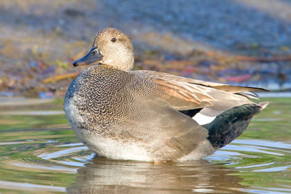 Gadwall Picture @ Kiwifoto.com