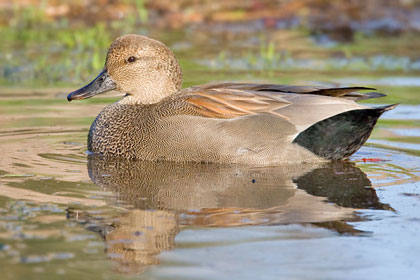 Gadwall Picture @ Kiwifoto.com